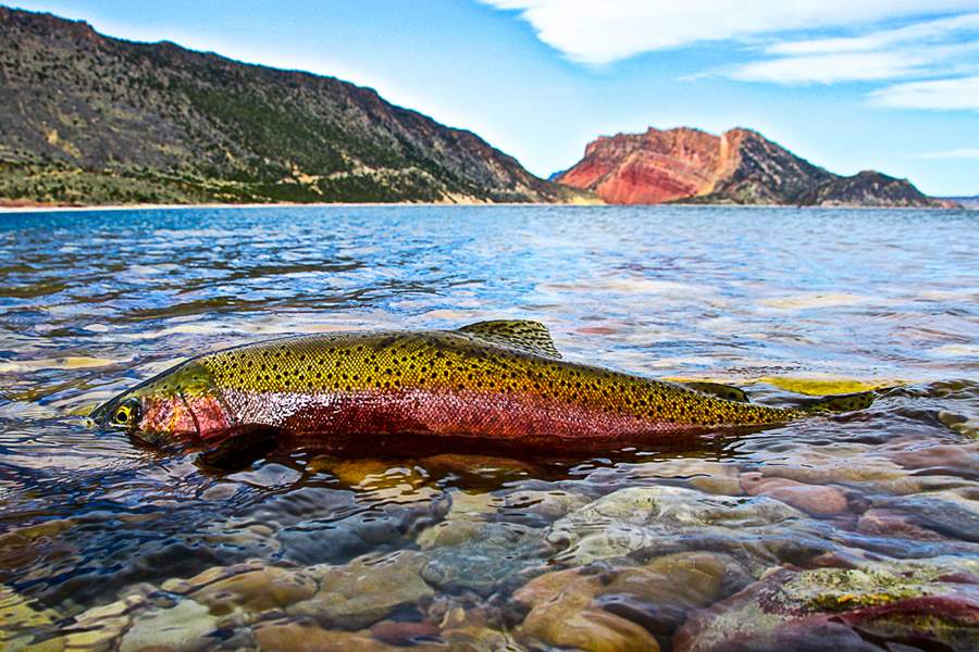 rainbow trout photo by Ryan Kelly highlighing Green River fishing spots