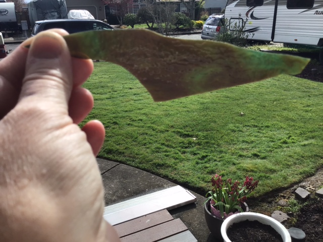 Rainbow trout glass test piece held up to the sunlight.